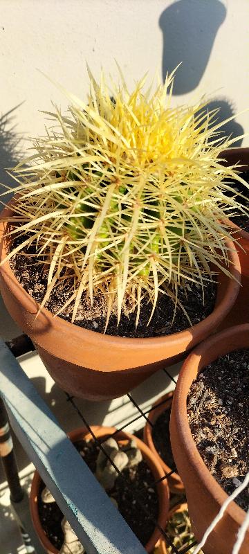 echinocereus.jpg
